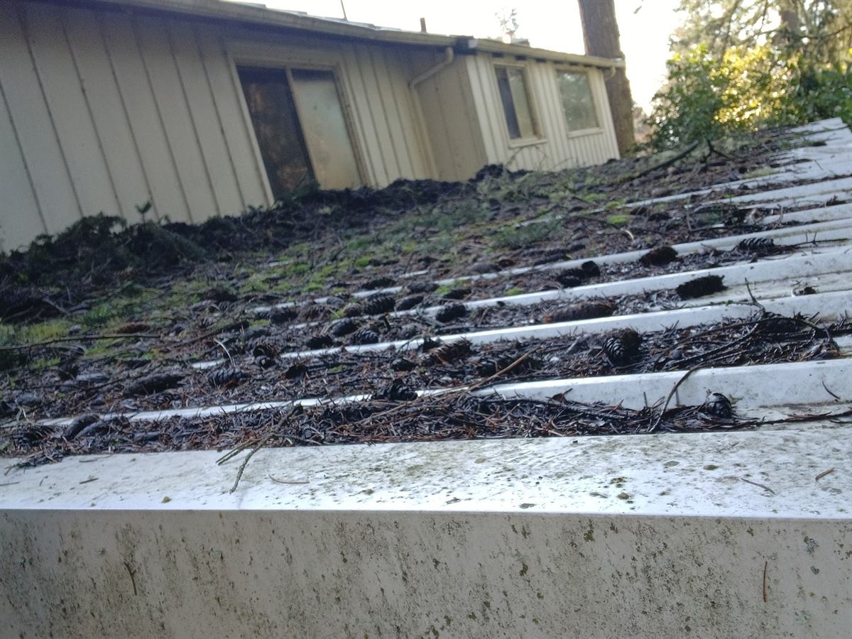 Before cleaning: a gutter packed solid with pine needles, cones and roof debris on a home in Eugene, Oregon